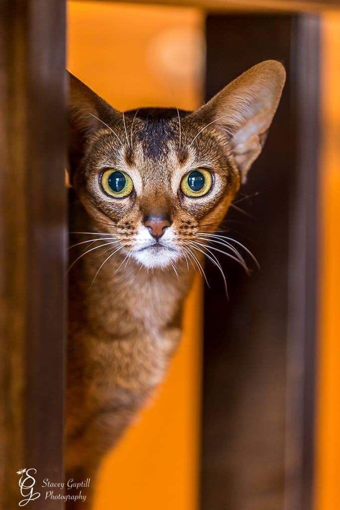 Brown cat with white chin peeking around doorway.